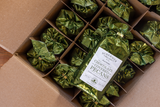 Schermer Pecans - Milk Chocolate Covered Pecans - Ga Grown